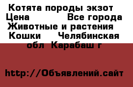 Котята породы экзот › Цена ­ 7 000 - Все города Животные и растения » Кошки   . Челябинская обл.,Карабаш г.